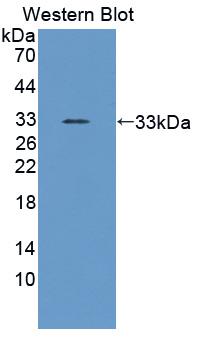 Polyclonal Antibody to Insulin Like Growth Factor Binding Protein 4 (IGFBP4)