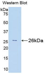 Polyclonal Antibody to BH3 Interacting Domain Death Agonist (Bid)