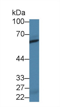 Polyclonal Antibody to Alkaline Sphingomyelinase (Alk-Smase)