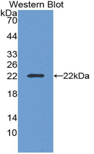 Polyclonal Antibody to Interleukin 19 (IL19)