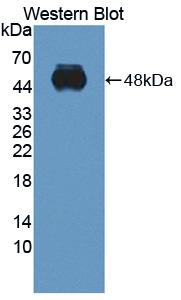 Polyclonal Antibody to Integrin Alpha 2 (ITGa2)