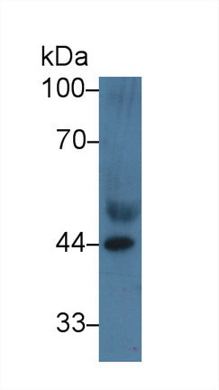 Polyclonal Antibody to Apolipoprotein A4 (APOA4)