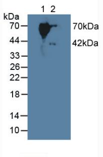 Polyclonal Antibody to Cytoplasmic Antiproteinase 3 (CAP3)