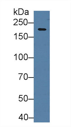 Polyclonal Antibody to Hypoxia Inducible Factor 2 Alpha (HIF2a)