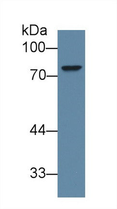 Polyclonal Antibody to ATP Binding Cassette Transporter D2 (D2)