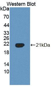 Polyclonal Antibody to Phospholipid Scramblase 3 (PLSCR3)