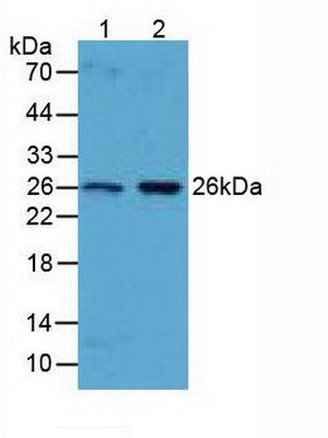 Polyclonal Antibody to B-Cell CLL/Lymphoma 2 Like Protein (Bcl2L)