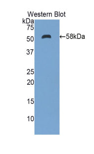 Polyclonal Antibody to Ectonucleotide Pyrophosphatase/Phosphodiesterase 1 (ENPP1)