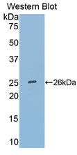Polyclonal Antibody to Secreted Frizzled Related Protein 4 (SFRP4)