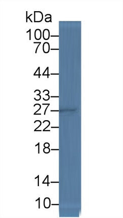 Polyclonal Antibody to Heat Shock 40kDa Protein 2 (HSPF2)
