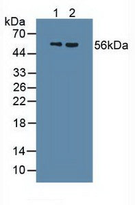 Polyclonal Antibody to Uromodulin (UMOD)