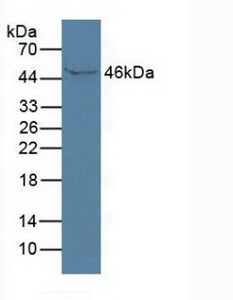 Polyclonal Antibody to Immunoglobulin Superfamily Containing Leucine Rich Repeat Protein (ISLR)