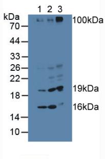 Polyclonal Antibody to L-Threonine Dehydrogenase (TDH)
