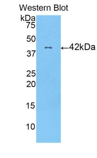 Polyclonal Antibody to Histone Cluster 1, H2ac (HIST1H2AC)