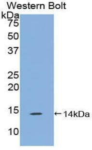 Polyclonal Antibody to Family With Sequence Similarity 19, Member A4 (FAM19A4)