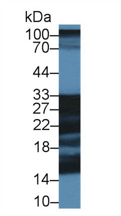 Polyclonal Antibody to Shisa Homolog 4 (SHISA4)