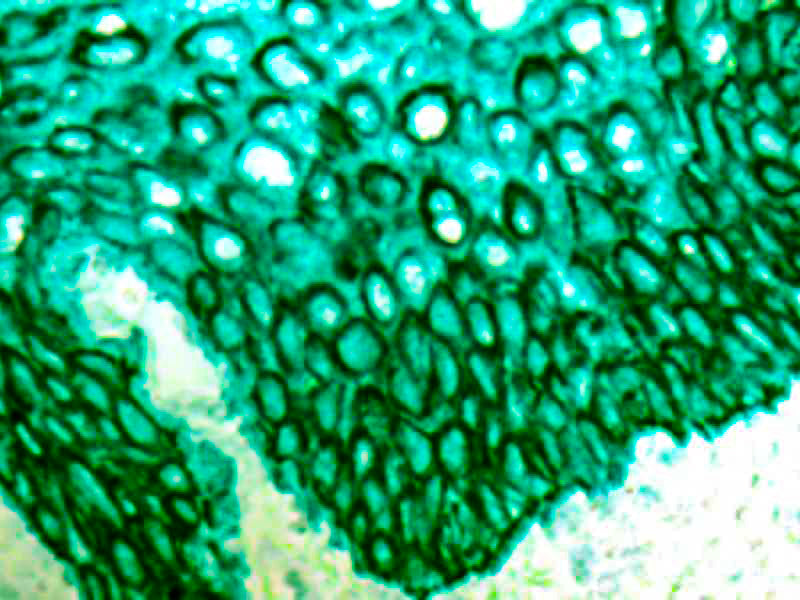 PermaGreen Plus/AP