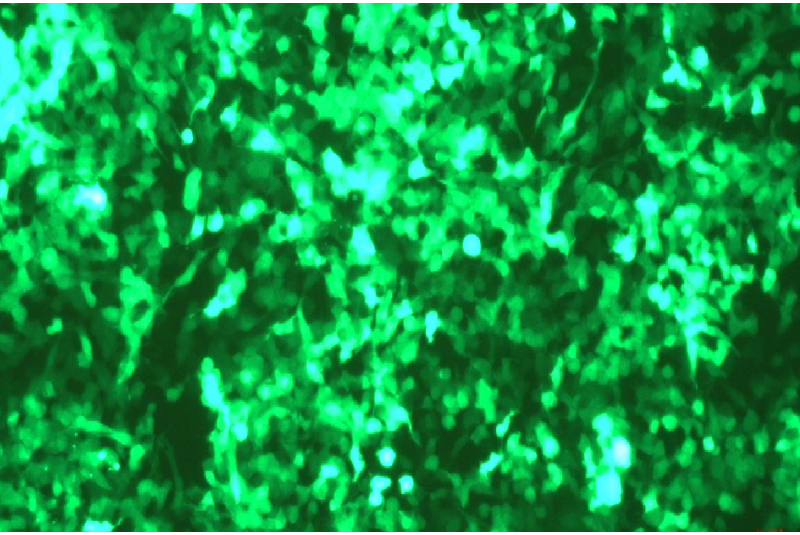 Introducing Croyez saRNA-GFP: Bright, Long-Lasting Expression