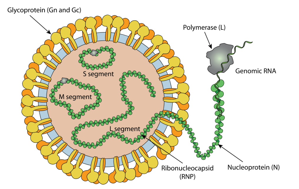 Hantaan Virus Research Products