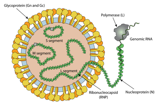 Hantaan Virus Research Products