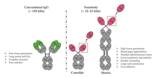 Anti-GFP Nanobody