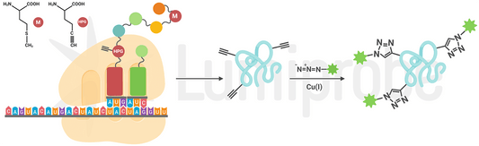 Clickable amino acids for nascent protein synthesis
