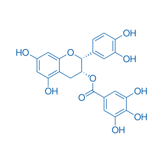 (-)-Epicatechin gallate 50mg