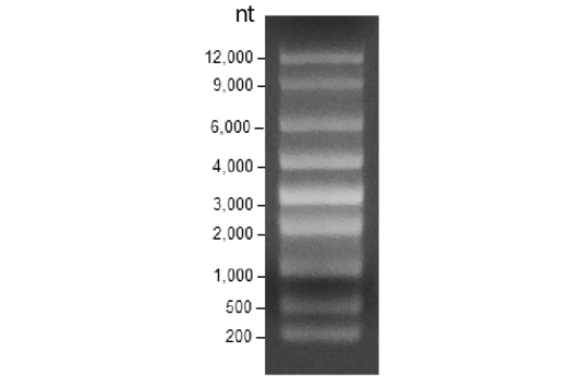 High Range RNA Ladder
