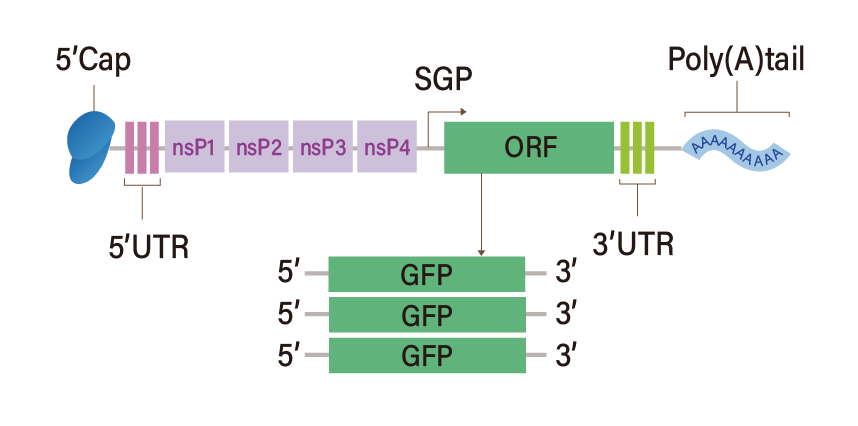 GFP Self-Amplifying RNA / GFP saRNA (unmodified)