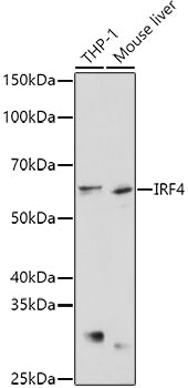 IRF4 Rabbit pAb