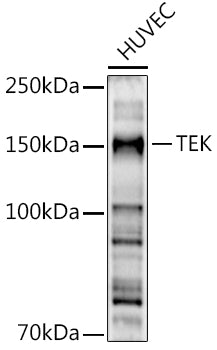 TEK Rabbit pAb