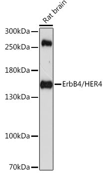 ErbB4/HER4 Rabbit pAb