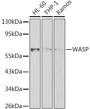 WASP Rabbit pAb