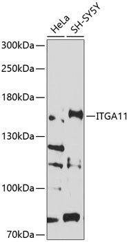 ITGA11 Rabbit pAb