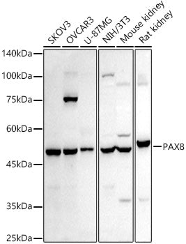 PAX8 Rabbit pAb
