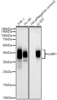 LAIR1 Rabbit pAb