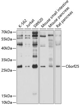 C6orf25 Rabbit pAb