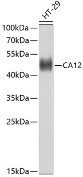 CA12 Rabbit pAb