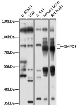 SMPD3 Rabbit pAb