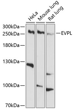 EVPL Rabbit pAb