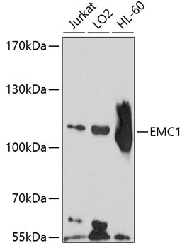 EMC1 Rabbit pAb