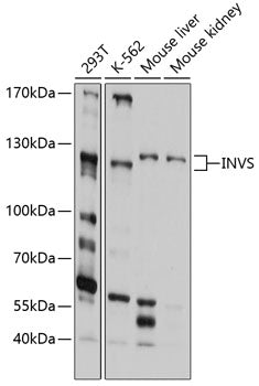 INVS Rabbit pAb