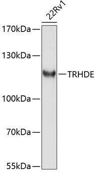 TRHDE Rabbit pAb