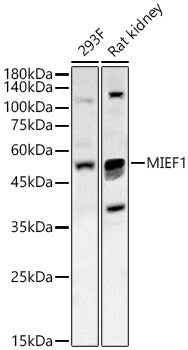 MIEF1 Rabbit pAb