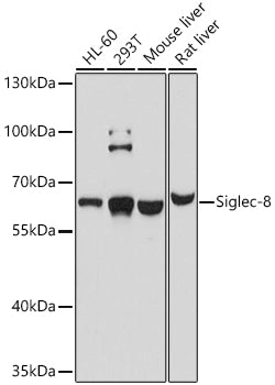 Siglec-8 Rabbit pAb