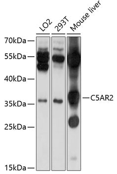 C5AR2 Rabbit pAb