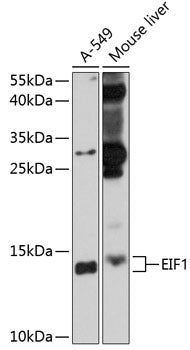 EIF1 Rabbit pAb