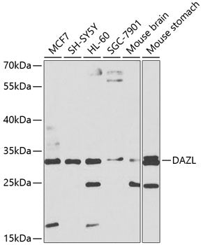 DAZL Rabbit pAb