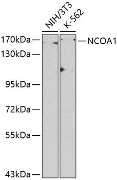 NCOA1 Rabbit pAb