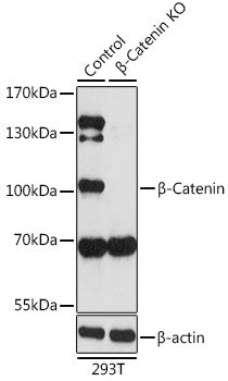 [KO Validated] β-Catenin Rabbit pAb